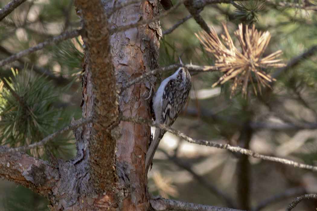 Eurasian Treecreeper